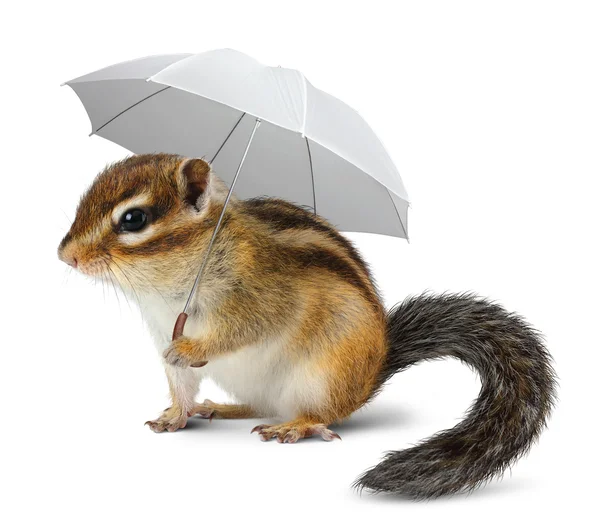 beyaz şemsiye ile komik chipmunk