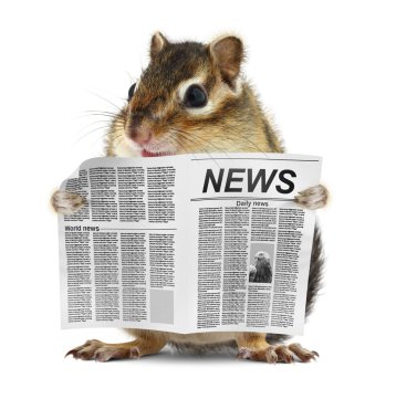 gazete okumak komik chipmunk