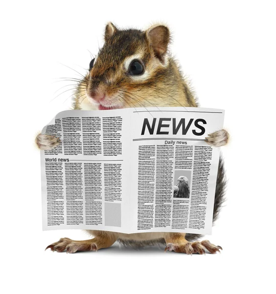 Grappige chipmunk lezen krant — Stockfoto