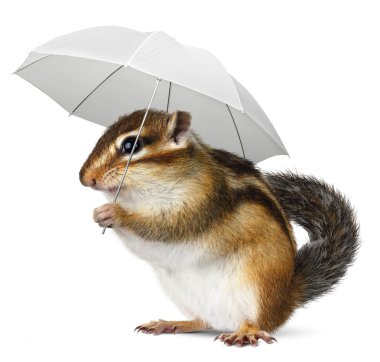 Funny animal with umbrella on white clipart