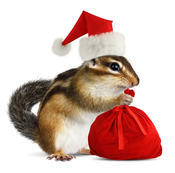 Ardilla en el sombrero rojo de Santa Claus con el bolso de Santas — Foto de Stock