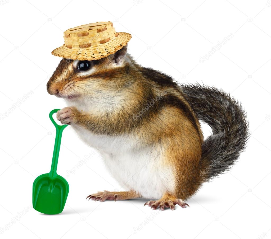 Funny chipmunk with straw hat and shovel
