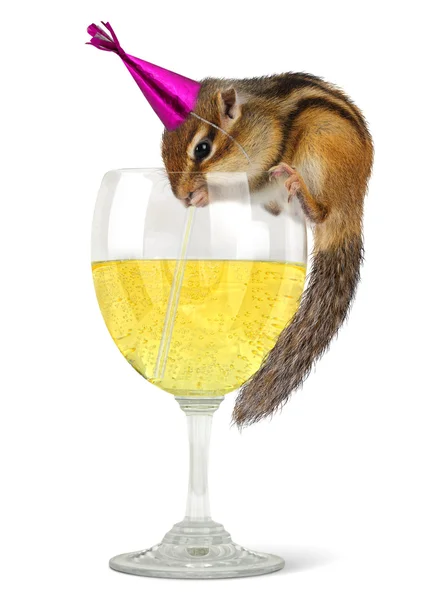 Śmieszne wiewiórki sukienka celebrat kapelusz — Zdjęcie stockowe