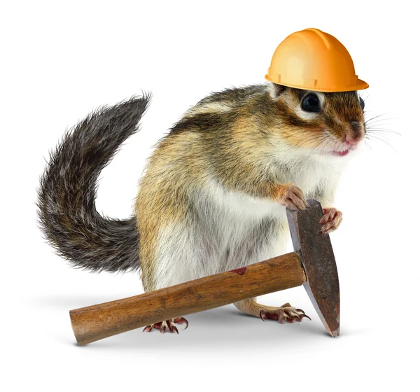 Chipmunk bouwer, wederopbouw concept — Stockfoto