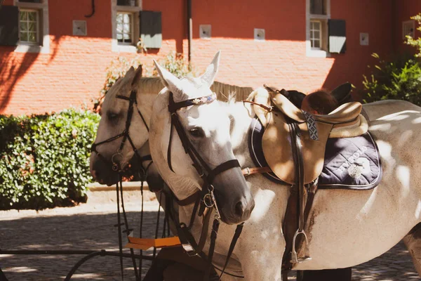 Close up view of horses in front of the old building
