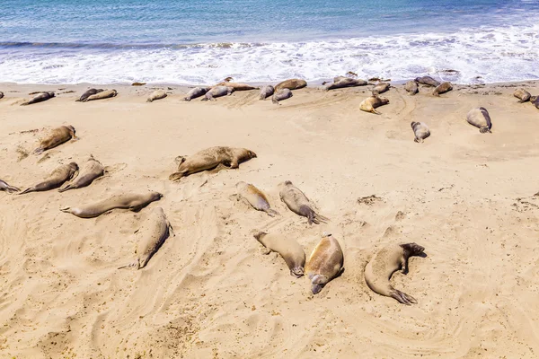 Junge männliche Seelöwen am Sandstrand entspannen — Stockfoto