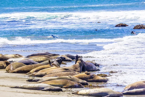 Abrazando a los jóvenes lobos marinos machos en la playa de arena relajarse —  Fotos de Stock