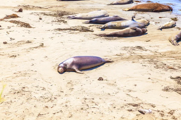 Plaj sealions — Stok fotoğraf