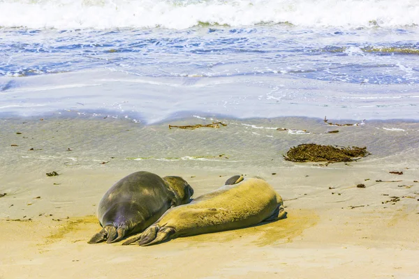 Junge männliche Seelöwen am Sandstrand entspannen — Stockfoto