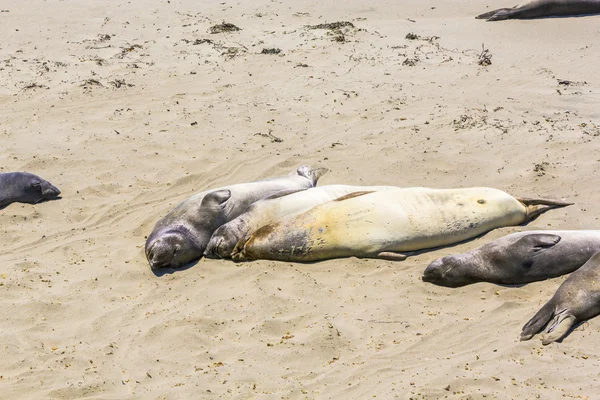 Hugging young male Sea lions at the sandy beach relax — Stock Photo, Image