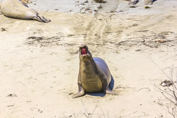 Schreeuwen mannelijke zeeleeuw aan het zandstrand — Stockfoto