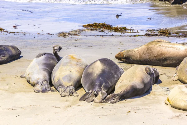 Étreinte jeune mâle lions de mer à la plage de sable se détendre — Photo