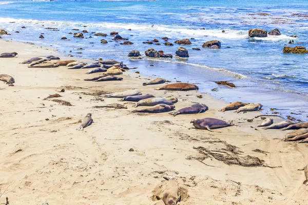 Plaj sealions — Stok fotoğraf