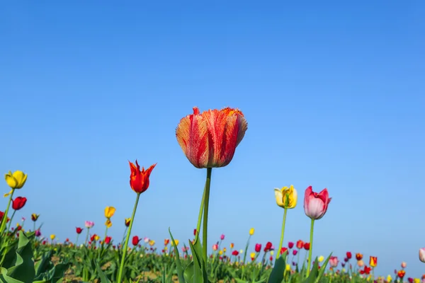 A virágzó színes tulipán mező — Stock Fotó