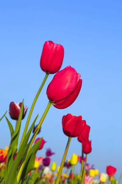 Fält med blommande färgglada tulpaner — Stockfoto