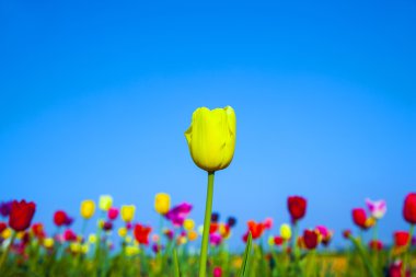 kare işalan ile çiçeklenme renkli Lale