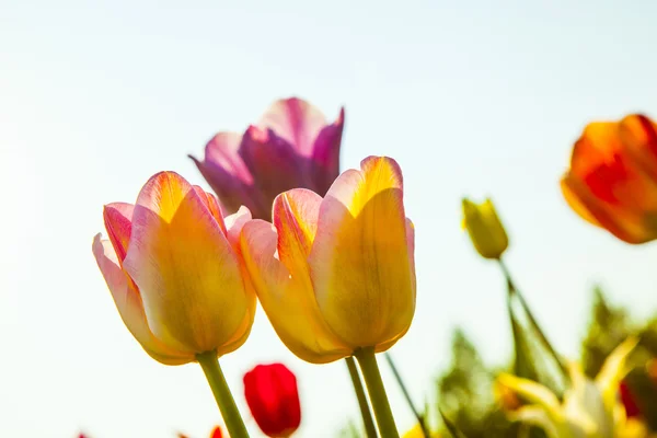 Campo com tulipas coloridas florescendo — Fotografia de Stock