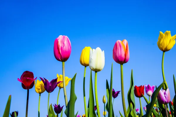 Pole s kvetoucí barevné tulipány — Stock fotografie