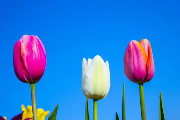 Field with blooming colorful tulips — Stock Photo, Image