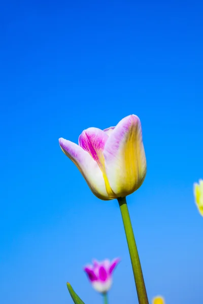 Campo con tulipanes de colores florecientes — Foto de Stock