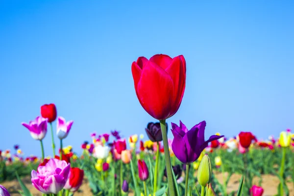 Поле з квітучими різнокольоровими тюльпанами — стокове фото