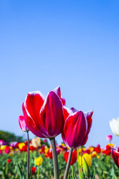 Campo com tulipas coloridas florescendo — Fotografia de Stock