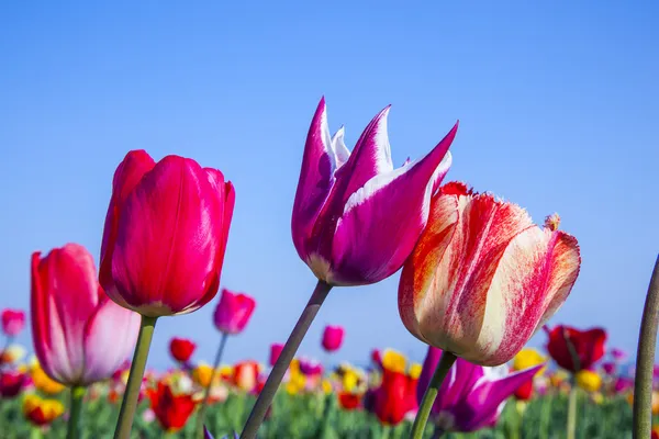 Field with blooming colorful tulips — Stock Photo, Image