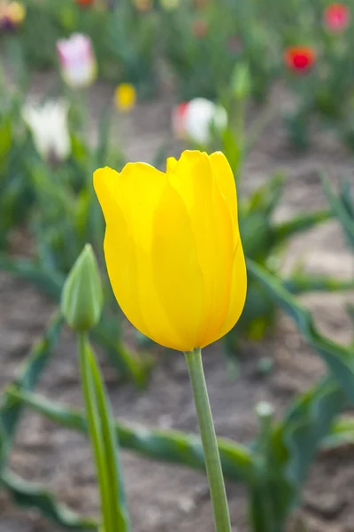 Pole s kvetoucí barevné tulipány — Stock fotografie