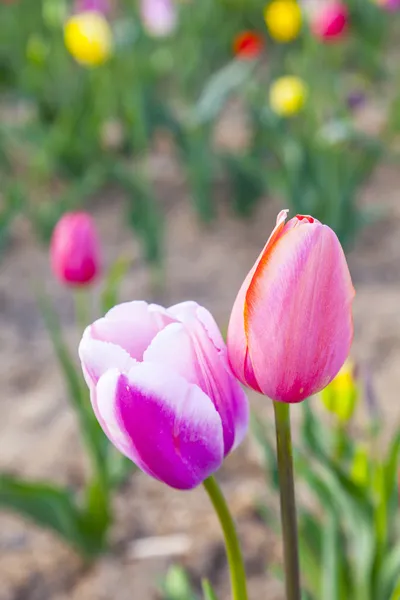 Feld mit blühenden bunten Tulpen — Stockfoto