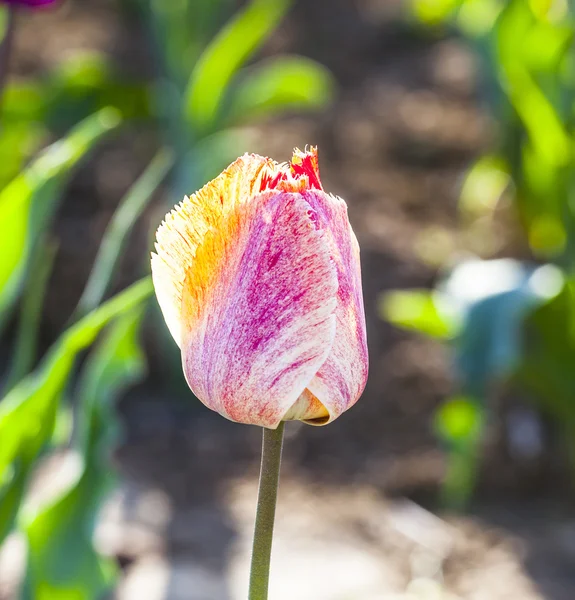 Lente veld met bloeiende kleurrijke tulpen — Stockfoto