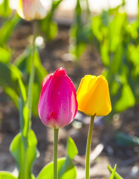 Jarní pole s kvetoucí barevné tulipány — Stock fotografie