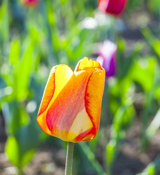 Jarní pole s kvetoucí barevné tulipány — Stock fotografie