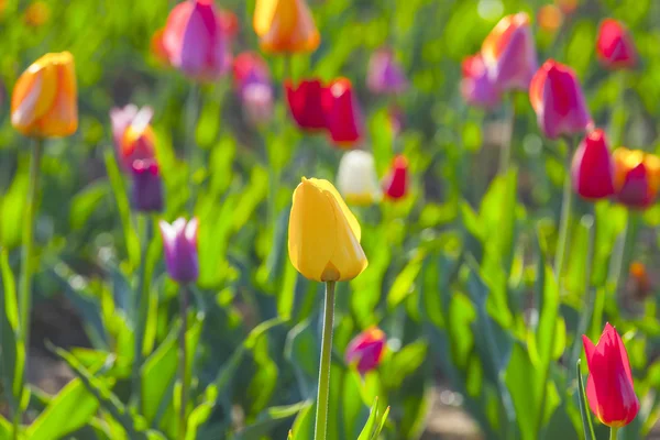 Lente veld met bloeiende kleurrijke tulpen — Stockfoto