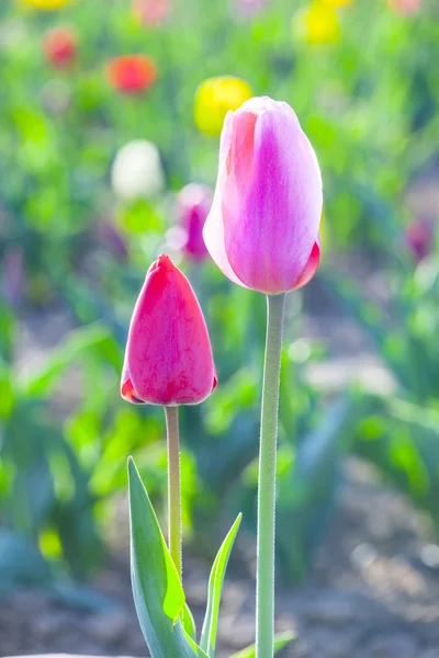 Lente veld met bloeiende kleurrijke tulpen — Stockfoto