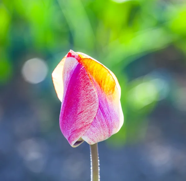 Jarní pole s kvetoucí barevné tulipány — Stock fotografie