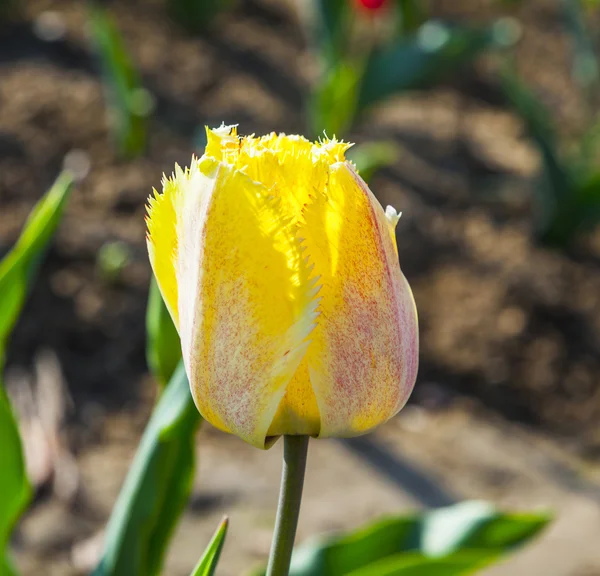 Lente veld met bloeiende kleurrijke tulpen — Stockfoto