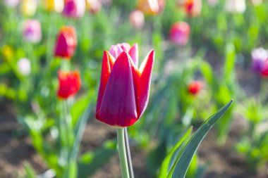 Bahar çiçek renkli Lale alanıyla