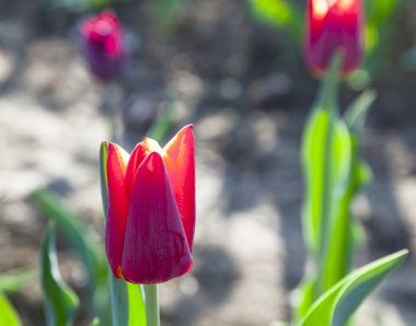 Bahar çiçek renkli Lale alanıyla