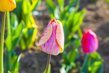 Bahar çiçek renkli Lale alanıyla
