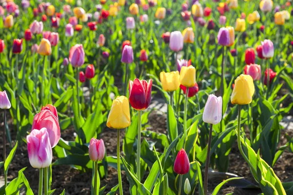 Bahar çiçek renkli Lale alanıyla — Stok fotoğraf
