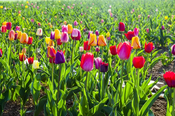 Весняне поле з квітучими різнокольоровими тюльпанами — стокове фото