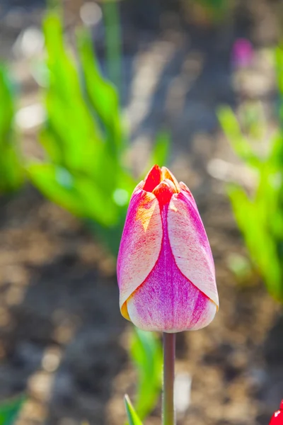 Wiosną pola tulipanów kwitnący kolorowy — Zdjęcie stockowe