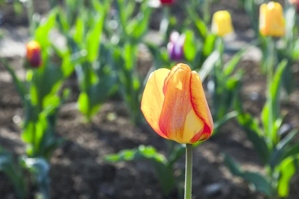 Tavasszal virágzó színes tulipán mező — Stock Fotó