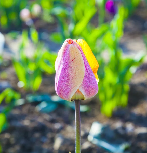 Tavasszal virágzó színes tulipán mező — Stock Fotó