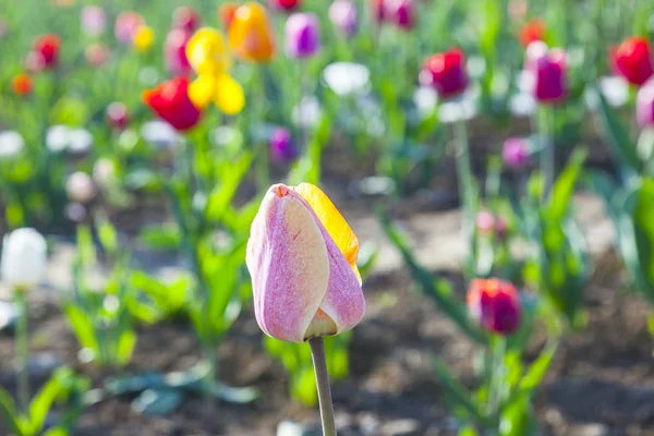 Jarní pole s kvetoucí barevné tulipány — Stock fotografie