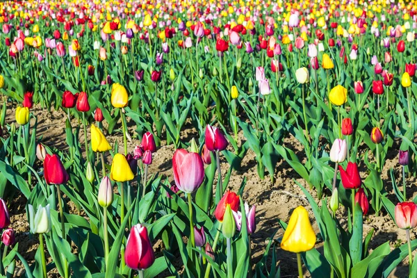 Jarní pole s kvetoucí barevné tulipány — Stock fotografie