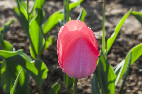 Bahar çiçek renkli Lale alanıyla — Stok fotoğraf