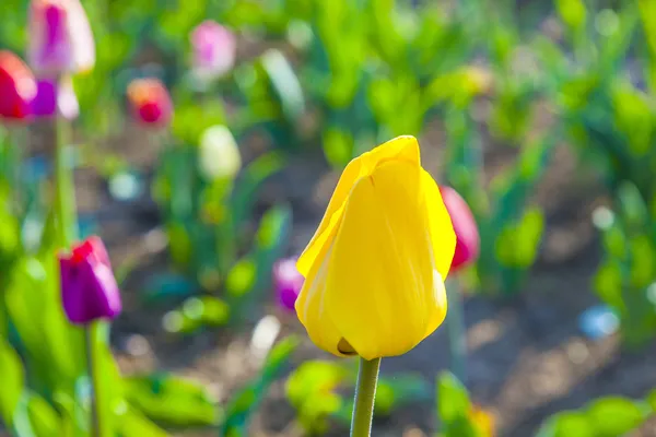 Lente veld met bloeiende kleurrijke tulpen — Stockfoto