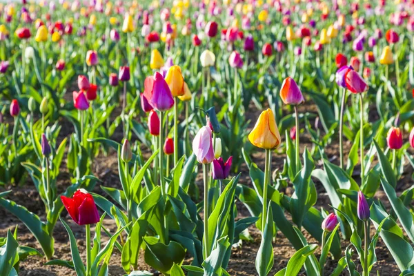 Campo de primavera con tulipanes de colores florecientes — Foto de Stock