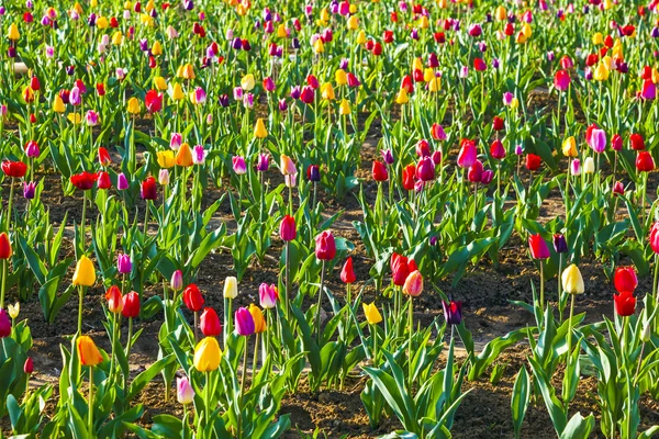 Jarní pole s kvetoucí barevné tulipány — Stock fotografie